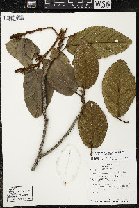 Phragmotheca mammosa image