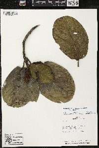 Phragmotheca mammosa image