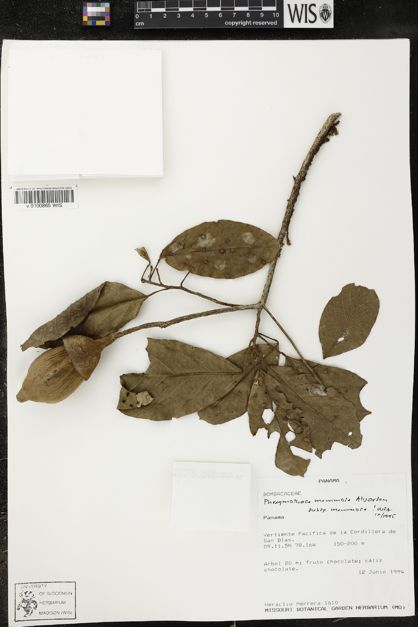 Phragmotheca mammosa image