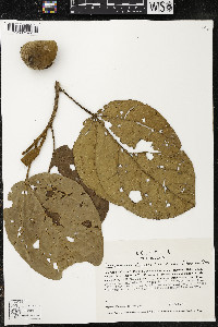 Phragmotheca siderosa image