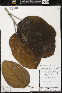Phragmotheca siderosa image