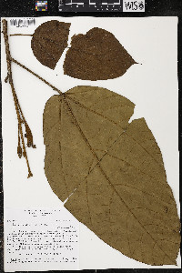 Phragmotheca siderosa image