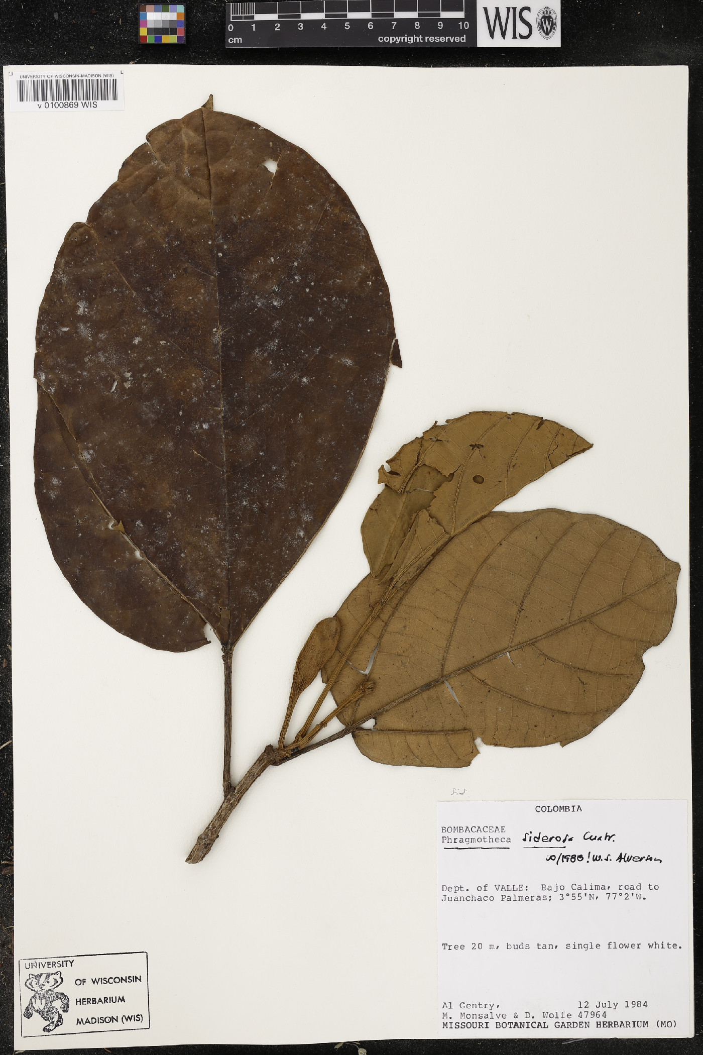 Phragmotheca siderosa image