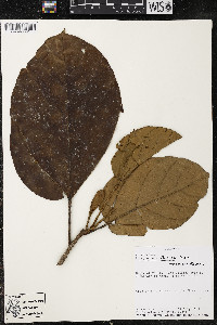 Phragmotheca siderosa image