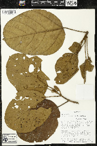 Phragmotheca siderosa image