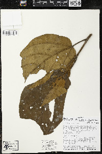 Phragmotheca siderosa image