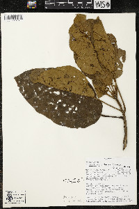 Phragmotheca siderosa image