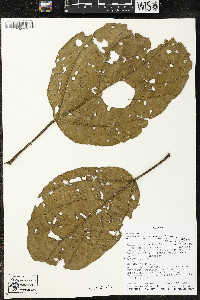 Phragmotheca siderosa image