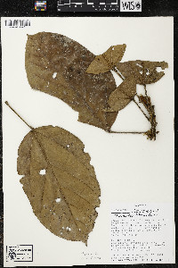 Phragmotheca siderosa image