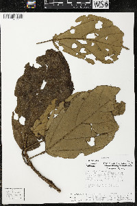 Phragmotheca siderosa image