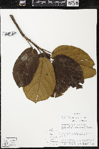 Phragmotheca siderosa image