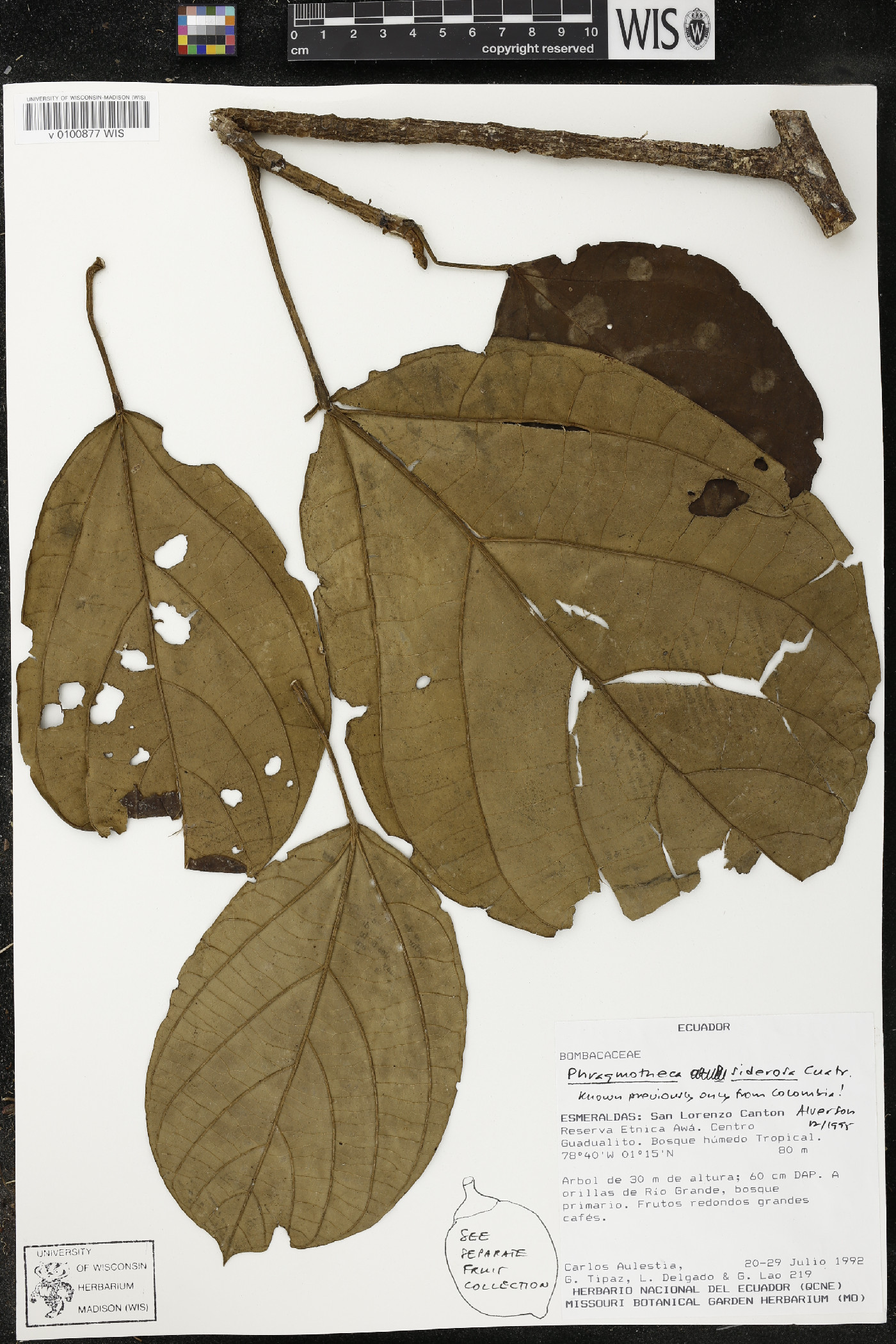 Phragmotheca siderosa image