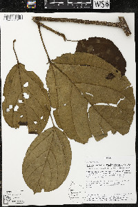 Phragmotheca siderosa image