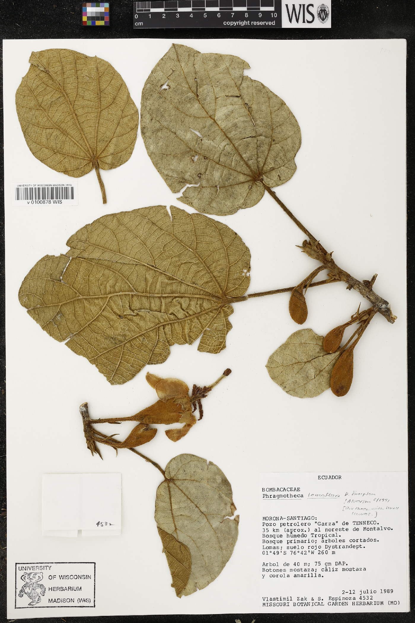 Phragmotheca leucoflora image