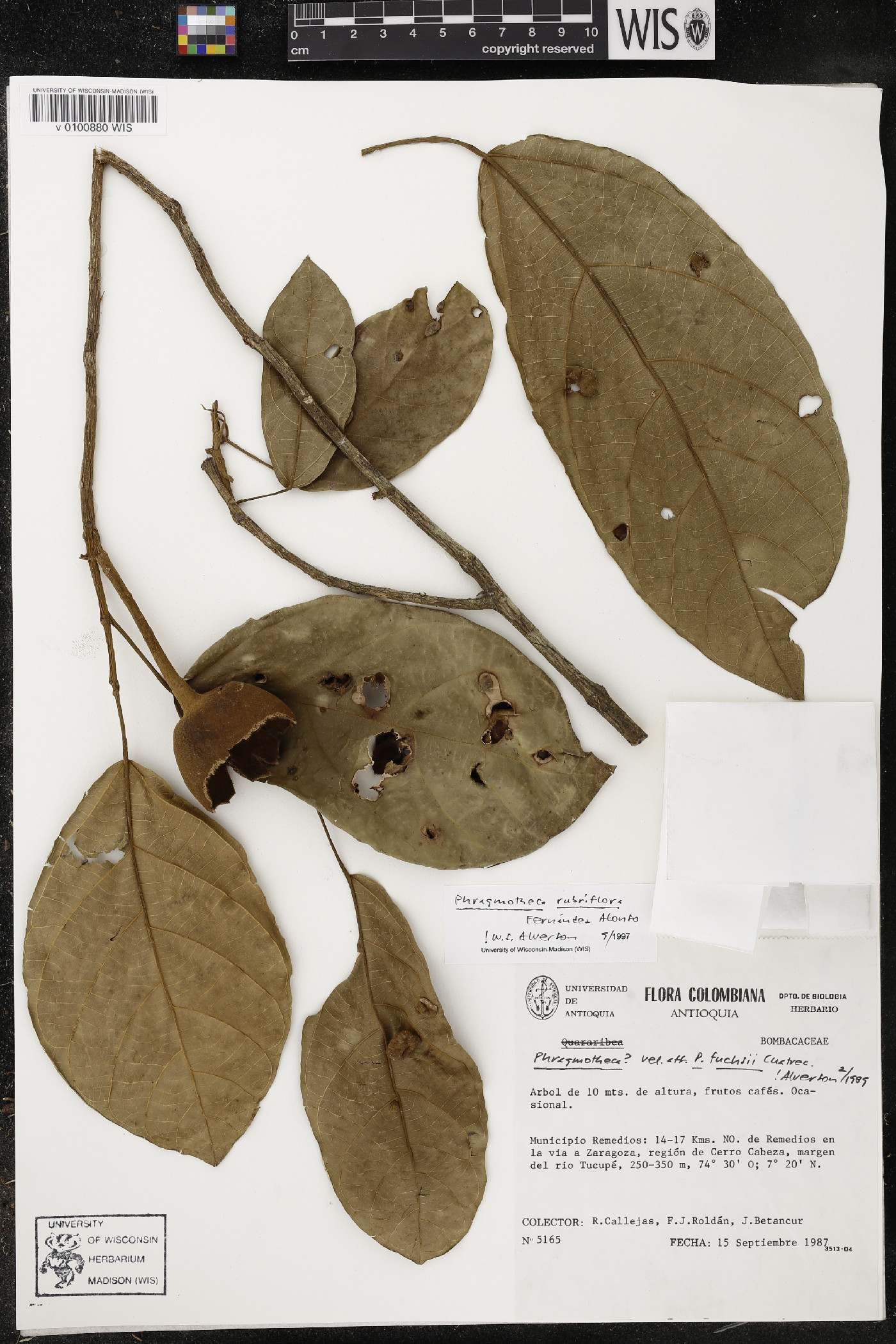 Phragmotheca rubriflora image