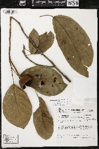 Media resource of Phragmotheca rubriflora