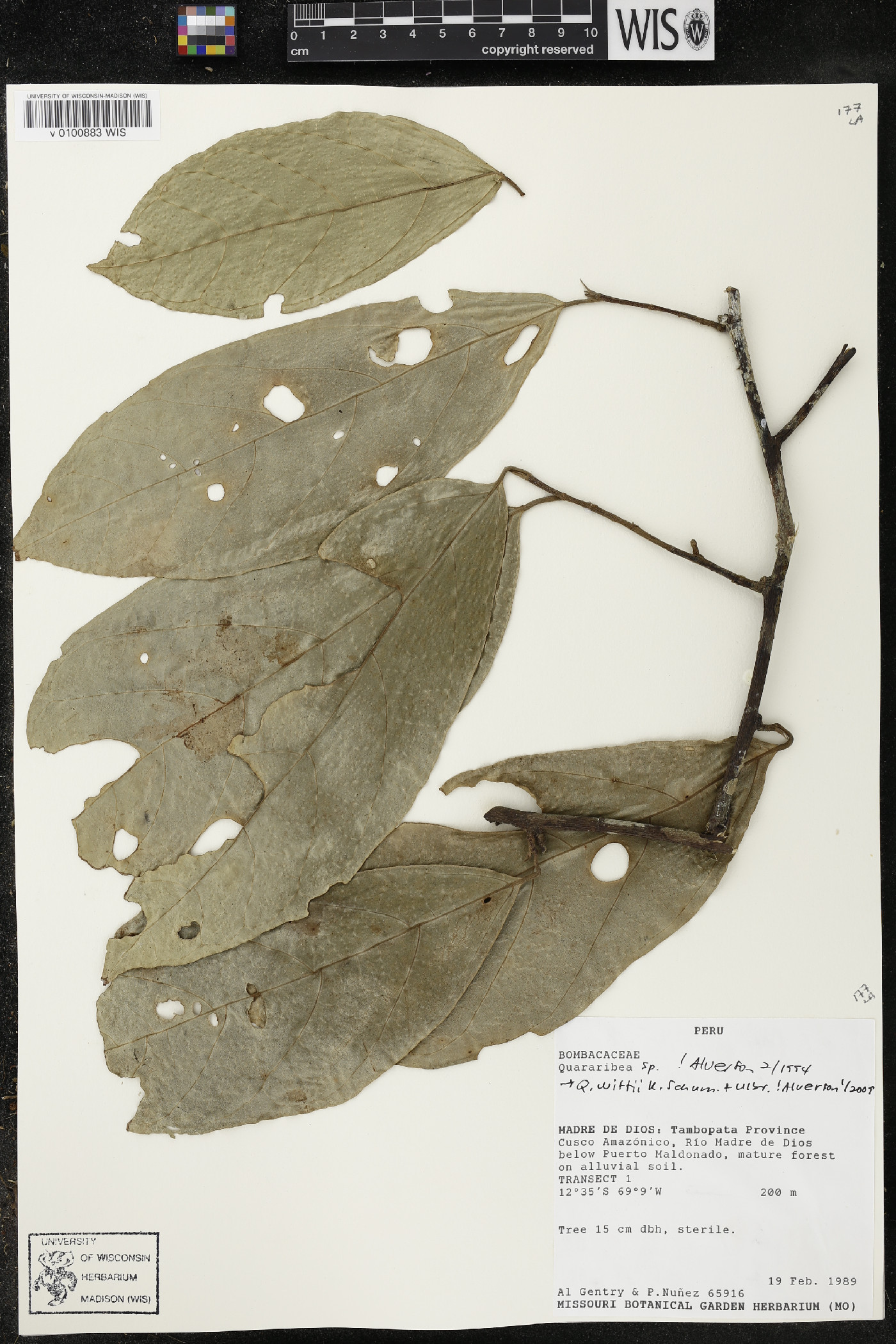 Quararibea wittii image