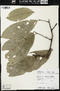 Quararibea wittii image