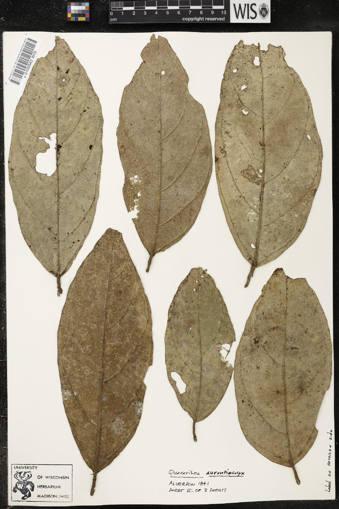 Quararibea aurantiocalyx image