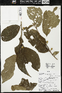 Quararibea amazonica image