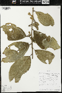 Quararibea amazonica image