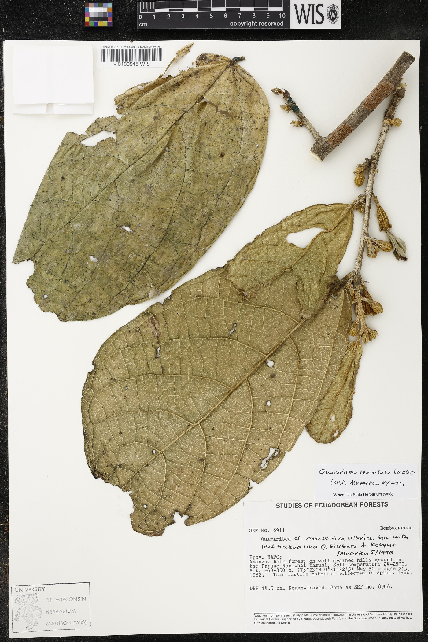Quararibea spatulata image