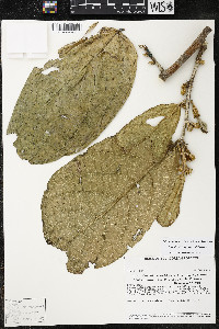 Media resource of Quararibea spatulata