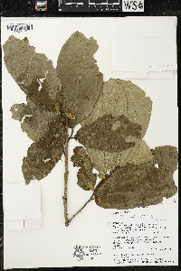 Quararibea amazonica image