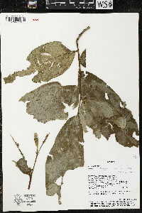 Quararibea amazonica image