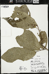 Quararibea amazonica image