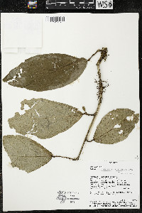 Quararibea amazonica image