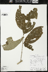 Quararibea amazonica image