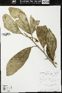 Quararibea amazonica image