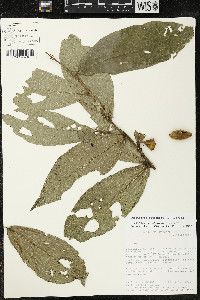 Quararibea amazonica image