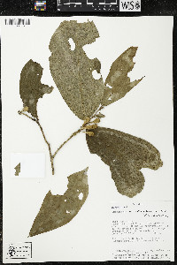 Quararibea amazonica image