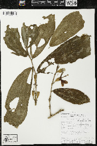 Quararibea amazonica image