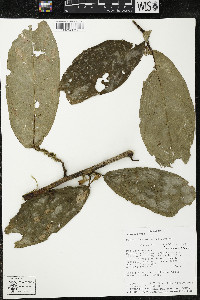 Quararibea amazonica image