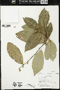 Quararibea amazonica image