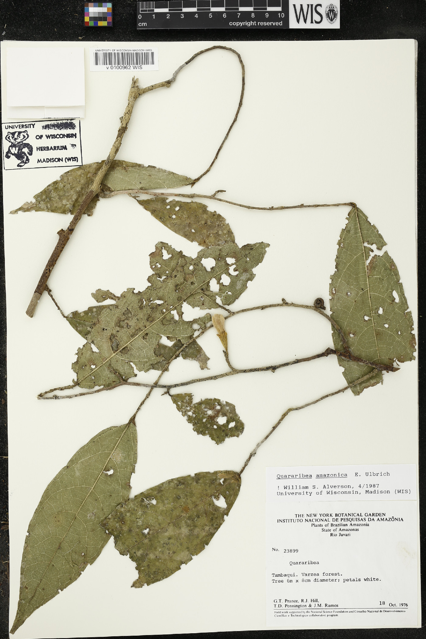 Quararibea amazonica image