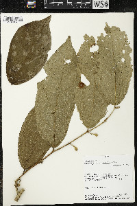 Quararibea amazonica image