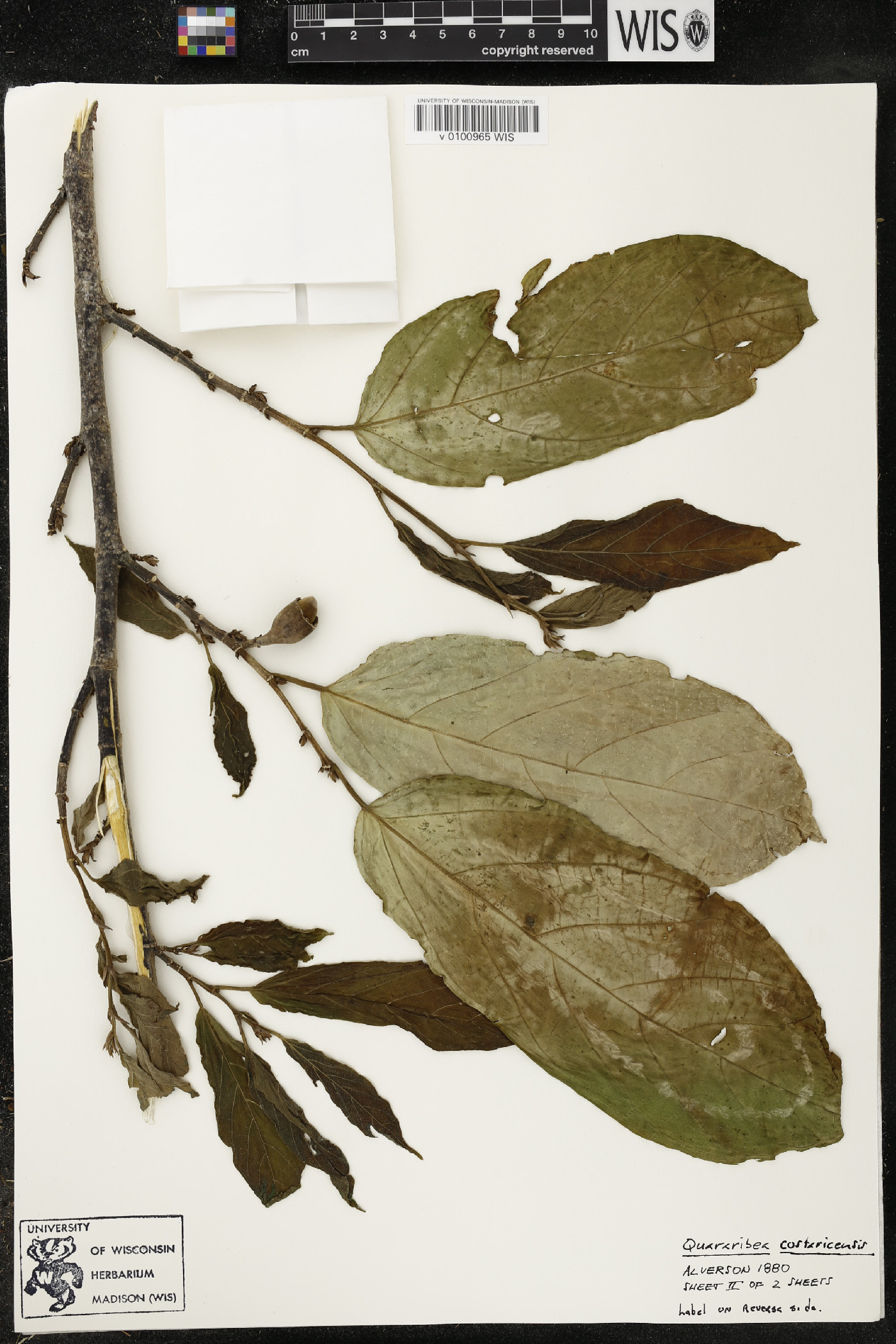 Quararibea costaricensis image