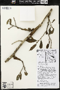 Quararibea costaricensis image