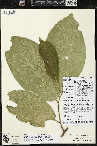 Quararibea costaricensis image