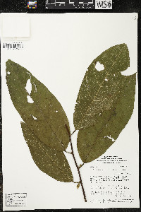 Quararibea duckei image