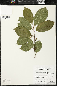 Quararibea duckei image