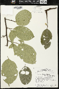 Media resource of Quararibea duckei