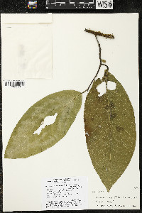 Quararibea duckei image