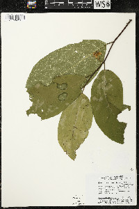 Quararibea duckei image