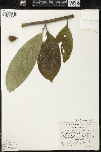 Quararibea funebris image