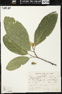 Quararibea funebris image
